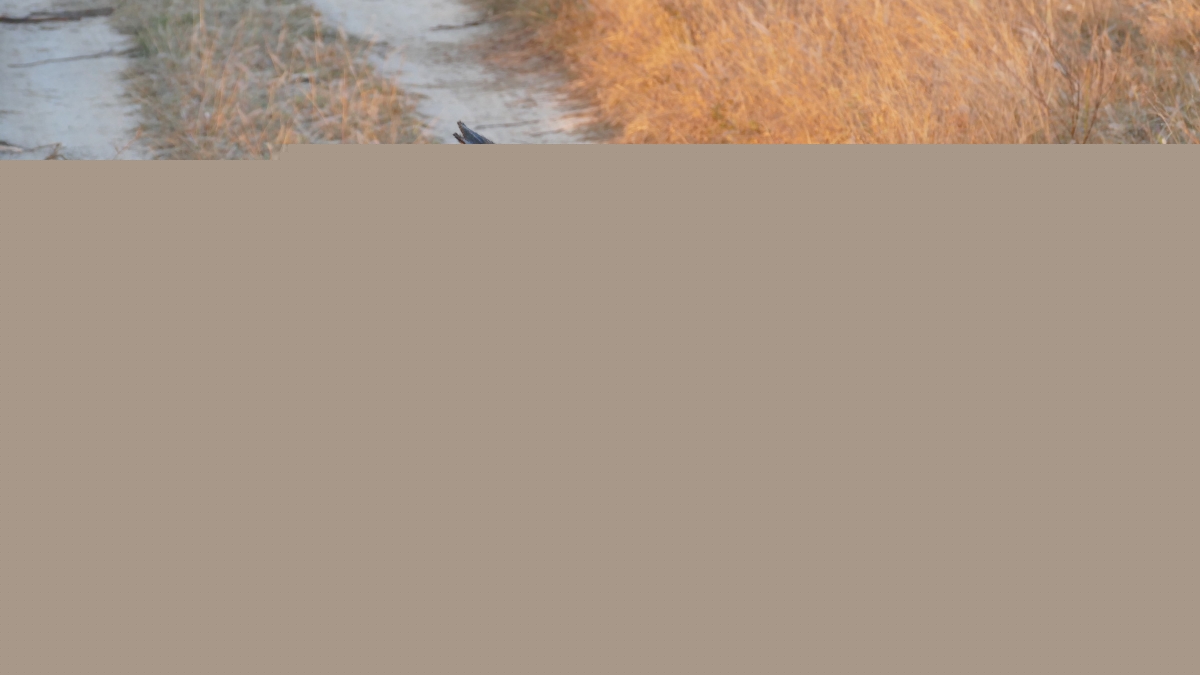5 Chitwa Chitwa Wild dogs African Wild Dog