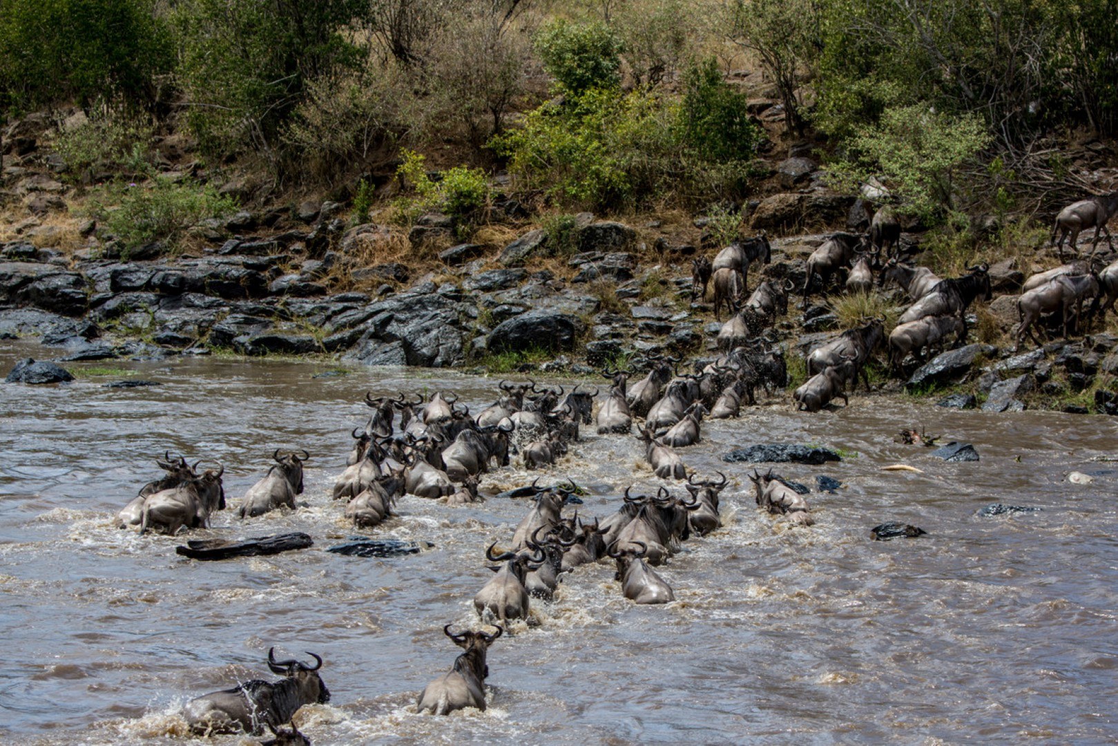 wildebeest-crossing-river-great-migration-tanzania-to-kenya Dramatic scenes at Great Migration tries to cross river in Tanzania