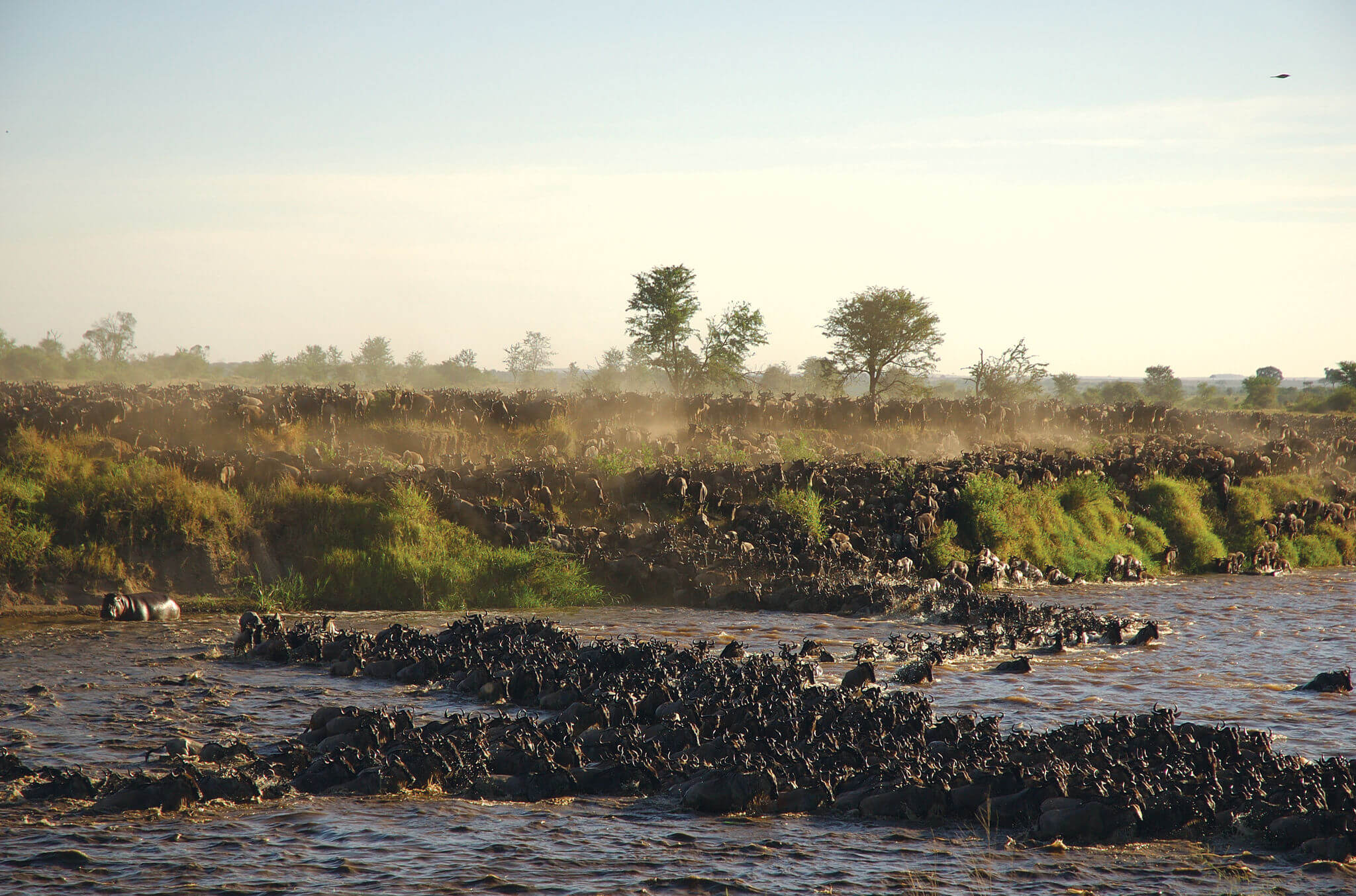 Tausende von Tieren überqueren einen Fluss in Tansania